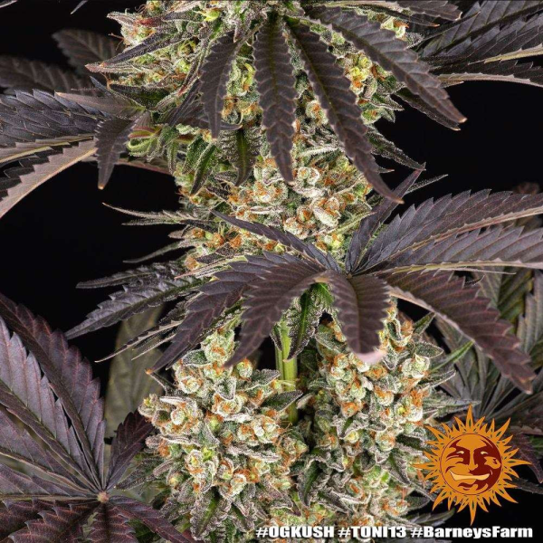 OG Kush - BARNEY'S FARM | TanieSianie.pl
