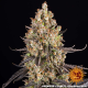 OG Kush - BARNEY'S FARM | TanieSianie.pl