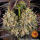 OG Kush - BARNEY'S FARM | TanieSianie.pl