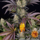 OG Kush - BARNEY'S FARM | TanieSianie.pl