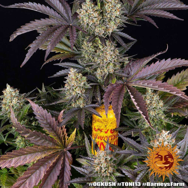 OG Kush - BARNEY'S FARM | TanieSianie.pl