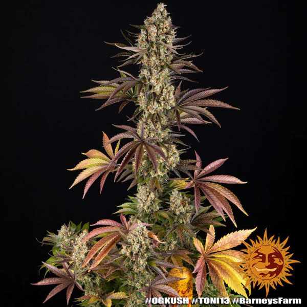 OG Kush - BARNEY'S FARM | TanieSianie.pl