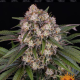 OG Kush Auto - BARNEY'S FARM | TanieSianie.pl