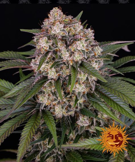 OG Kush Auto - BARNEY'S FARM | TanieSianie.pl