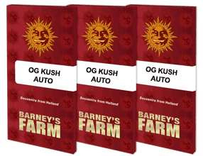OG Kush Auto - BARNEY'S FARM | TanieSianie.pl