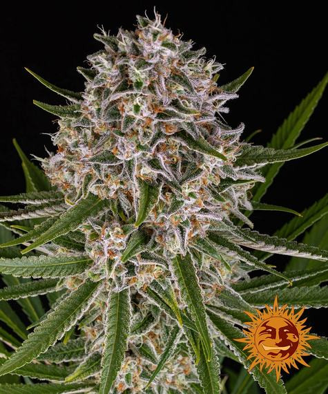 Lemon Haze Auto - BARNEY'S FARM | TanieSianie.pl
