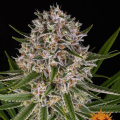 Lemon Haze Auto - BARNEY'S FARM