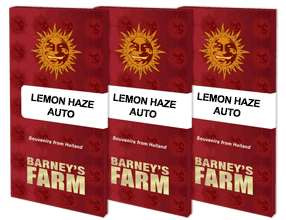Lemon Haze Auto - BARNEY'S FARM | TanieSianie.pl