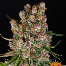 GMO Auto - BARNEY'S FARM | TanieSianie.pl