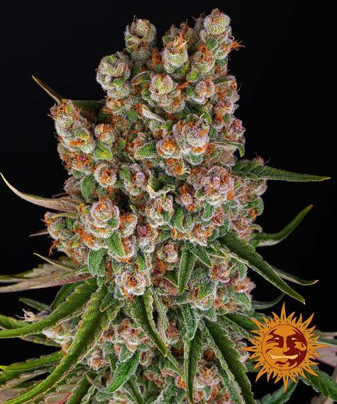 GMO Auto - BARNEY'S FARM | TanieSianie.pl