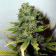 Super Skunk - NIRVANA | TanieSianie.pl