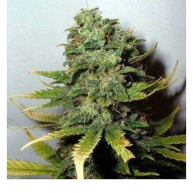 Super Skunk - NIRVANA | TanieSianie.pl