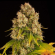 Cheese Auto - BARNEY'S FARM | TanieSianie.pl