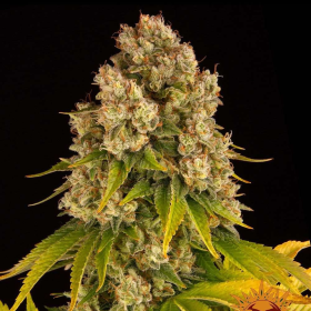 Cheese Auto - BARNEY'S FARM | TanieSianie.pl