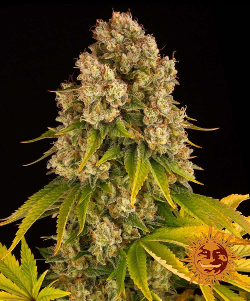 Cheese Auto - BARNEY'S FARM | TanieSianie.pl