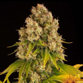 Cheese Auto - BARNEY'S FARM