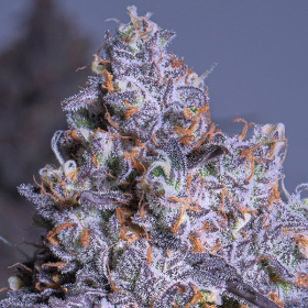 Frozen Black Cherry Auto - ANESIA SEEDS | TanieSianie.pl