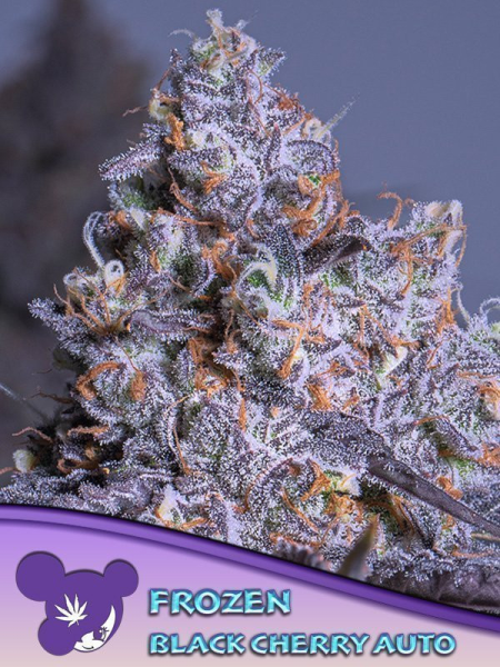 Frozen Black Cherry Auto - ANESIA SEEDS | TanieSianie.pl