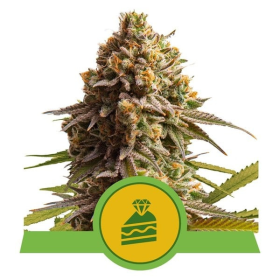 Wedding Cake Auto - ROYAL QUEEN SEEDS | TanieSianie.pl