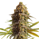 Wedding Cake Auto - ROYAL QUEEN SEEDS | TanieSianie.pl