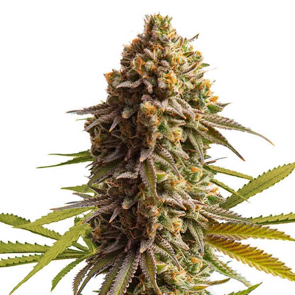 Wedding Cake Auto - ROYAL QUEEN SEEDS | TanieSianie.pl