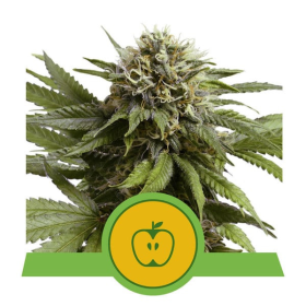 Apple Fritter Auto - ROYAL QUEEN SEEDS | TanieSianie.pl