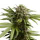 Apple Fritter Auto - ROYAL QUEEN SEEDS | TanieSianie.pl