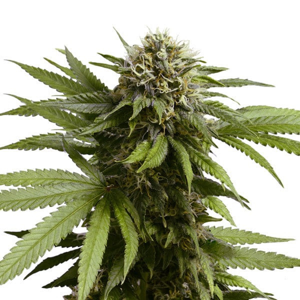 Apple Fritter Auto - ROYAL QUEEN SEEDS | TanieSianie.pl