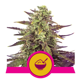 Cereal Milk - ROYAL QUEEN SEEDS | TanieSianie.pl