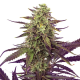 Cereal Milk - ROYAL QUEEN SEEDS | TanieSianie.pl