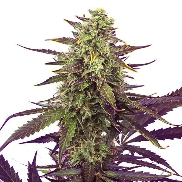 Cereal Milk - ROYAL QUEEN SEEDS | TanieSianie.pl