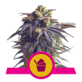 Sundae Driver - ROYAL QUEEN SEEDS