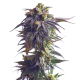 Sundae Driver - ROYAL QUEEN SEEDS | TanieSianie.pl
