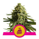 Wedding Cake - ROYAL QUEEN SEEDS | TanieSianie.pl