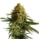 Wedding Cake - ROYAL QUEEN SEEDS | TanieSianie.pl