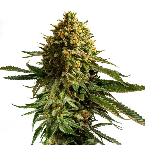 Wedding Cake - ROYAL QUEEN SEEDS | TanieSianie.pl