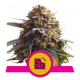 Biscotti - ROYAL QUEEN SEEDS | TanieSianie.pl