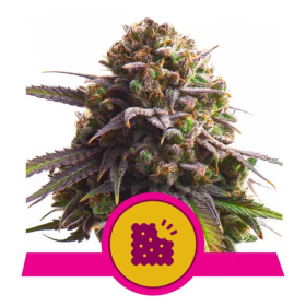 Biscotti - ROYAL QUEEN SEEDS | TanieSianie.pl