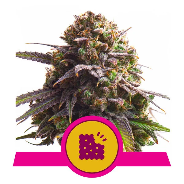 Biscotti - ROYAL QUEEN SEEDS | TanieSianie.pl