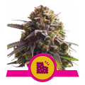 Biscotti - ROYAL QUEEN SEEDS