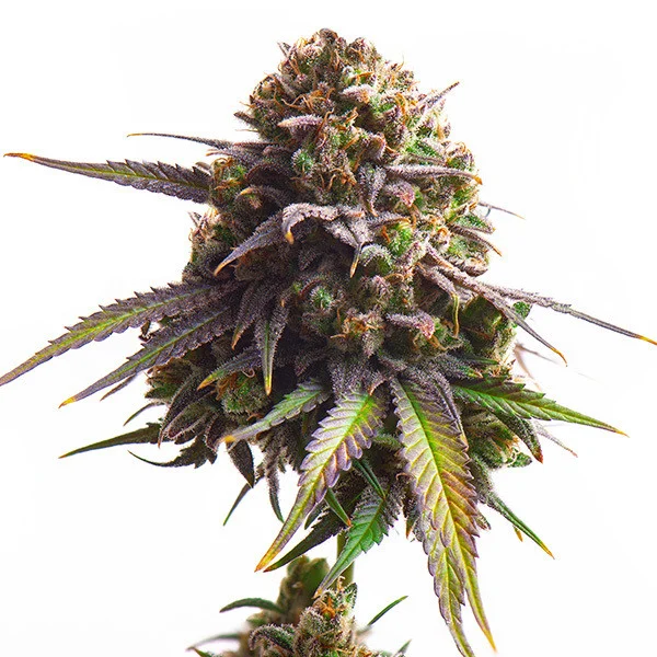 Biscotti - ROYAL QUEEN SEEDS | TanieSianie.pl