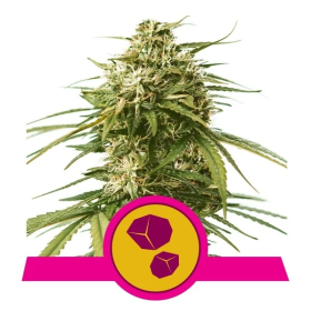 Gushers - ROYAL QUEEN SEEDS | TanieSianie.pl
