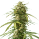 Gushers - ROYAL QUEEN SEEDS | TanieSianie.pl
