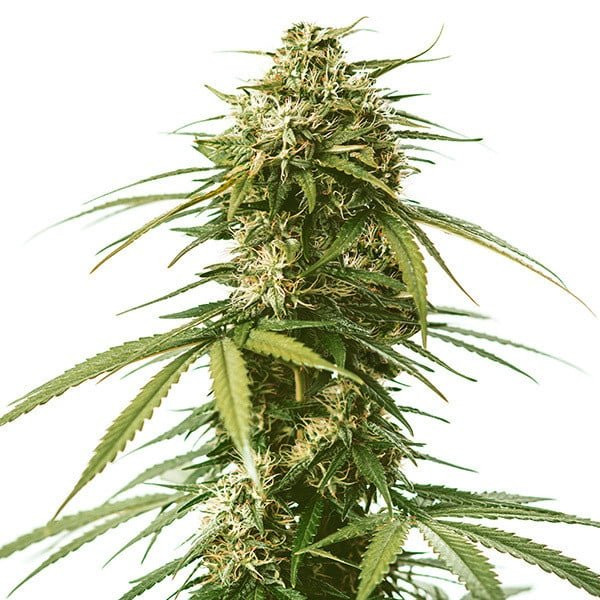 Gushers - ROYAL QUEEN SEEDS | TanieSianie.pl