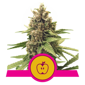 Apple Fritter - ROYAL QUEEN SEEDS | TanieSianie.pl