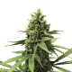 Apple Fritter - ROYAL QUEEN SEEDS | TanieSianie.pl