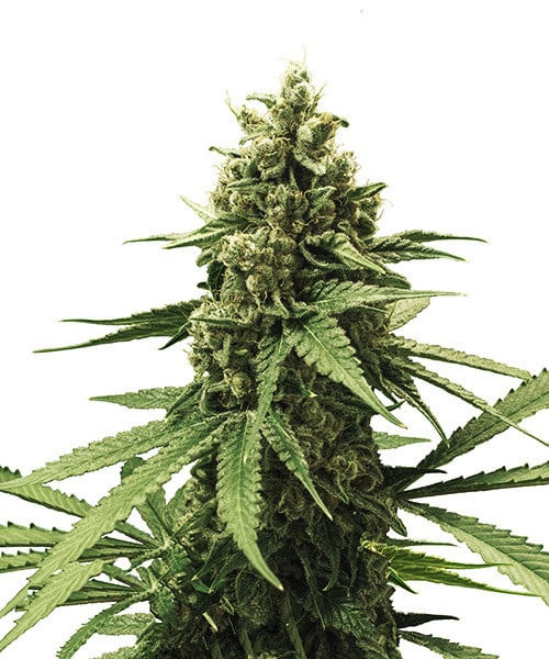 Apple Fritter - ROYAL QUEEN SEEDS | TanieSianie.pl
