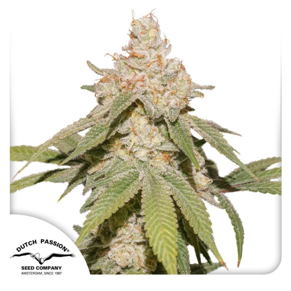 Auto SFV OG - DUTCH PASSION | TanieSianie.pl