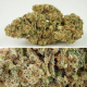 Auto SFV OG - DUTCH PASSION | TanieSianie.pl