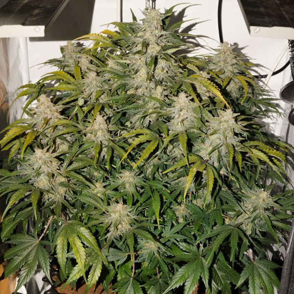 Auto SFV OG - DUTCH PASSION | TanieSianie.pl